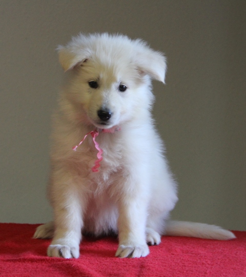 Light Pink Collar Female