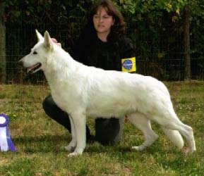 UKC Ch/IABCA Puppy Ch Royal Nala-Pride of SureFire, OFA Good H/E, Pennhip 80th%