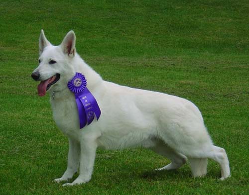 UKC Grand Ch/IABCA Intl Ch Tumbledown Super Sonic, OFA Good H/E, Pennhip 80th%, MDR1 Normal/Normal