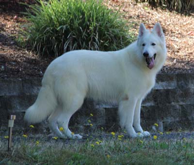 Oliver - Israel CH White Ice Wolfs CU Later