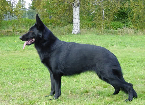 sisu dog