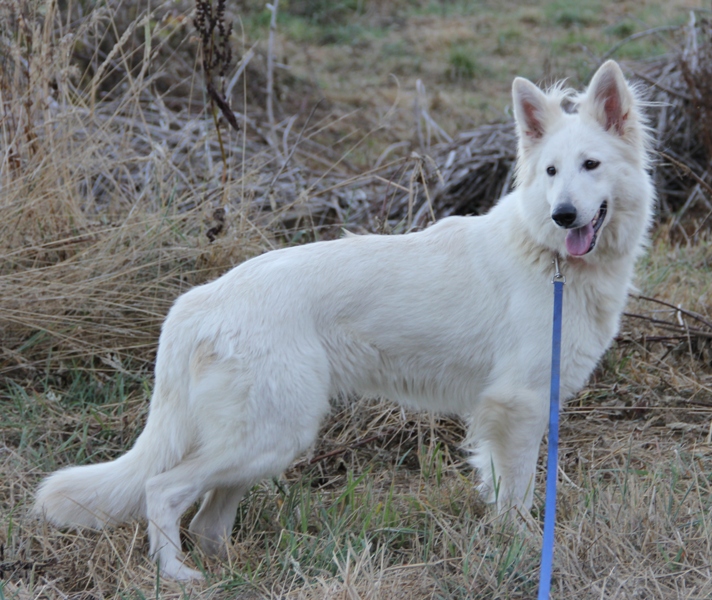 Maternal Grandmother-Fever