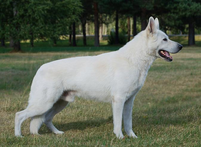White German Shepherd Puppies for Sale for Sport and Family
