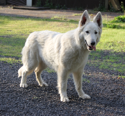 Lukara Light of Surefire