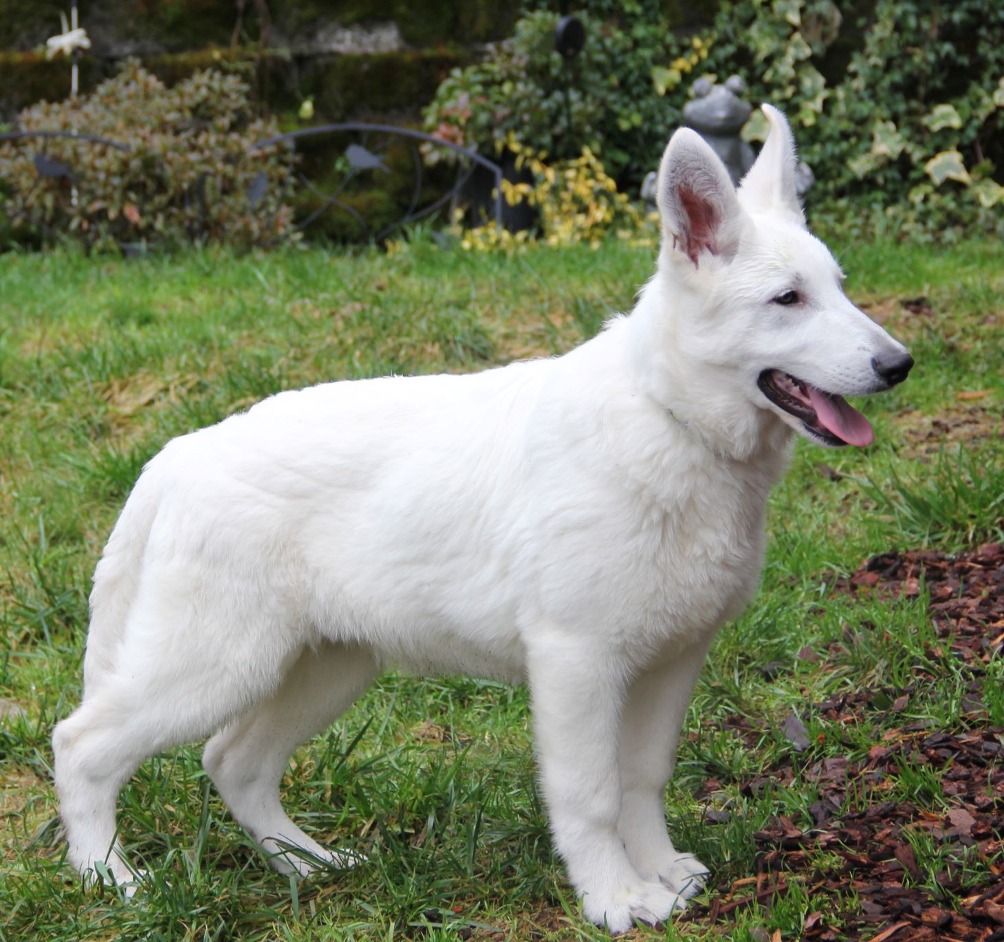 Romeo Rockefeller of Surefire