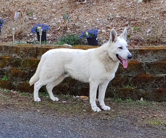 Royal Superman of Surefire